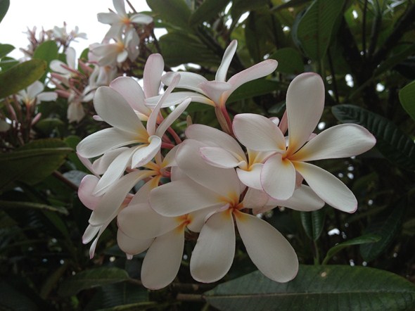 Rock-Subculture-Hotel-Resort-Review-Four-Seasons-Maui-Wailea-195