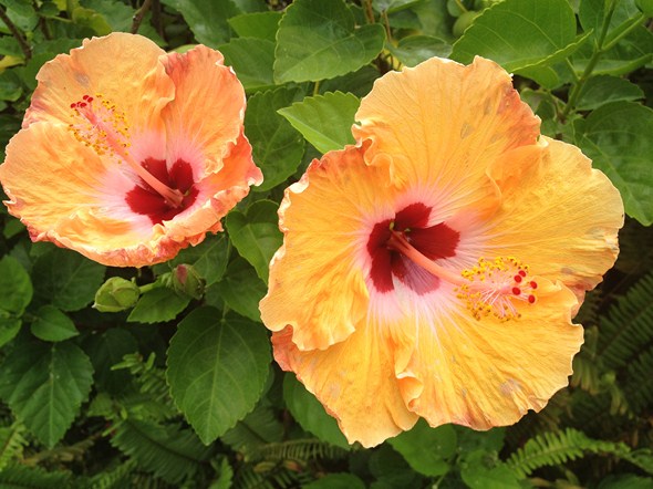 Rock-Subculture-Hotel-Resort-Review-Four-Seasons-Maui-Wailea-195