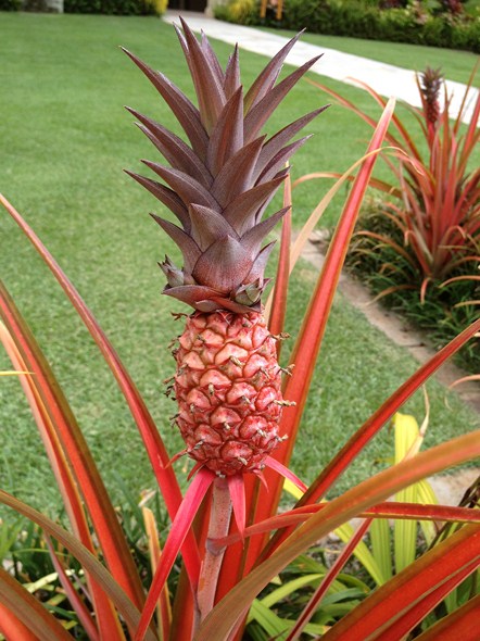 Rock-Subculture-Hotel-Resort-Review-Four-Seasons-Maui-Wailea-195